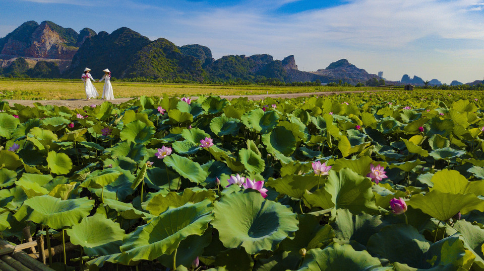 Ninh Binh, ancienne capitale du pays, possède de vastes champs de lotus.