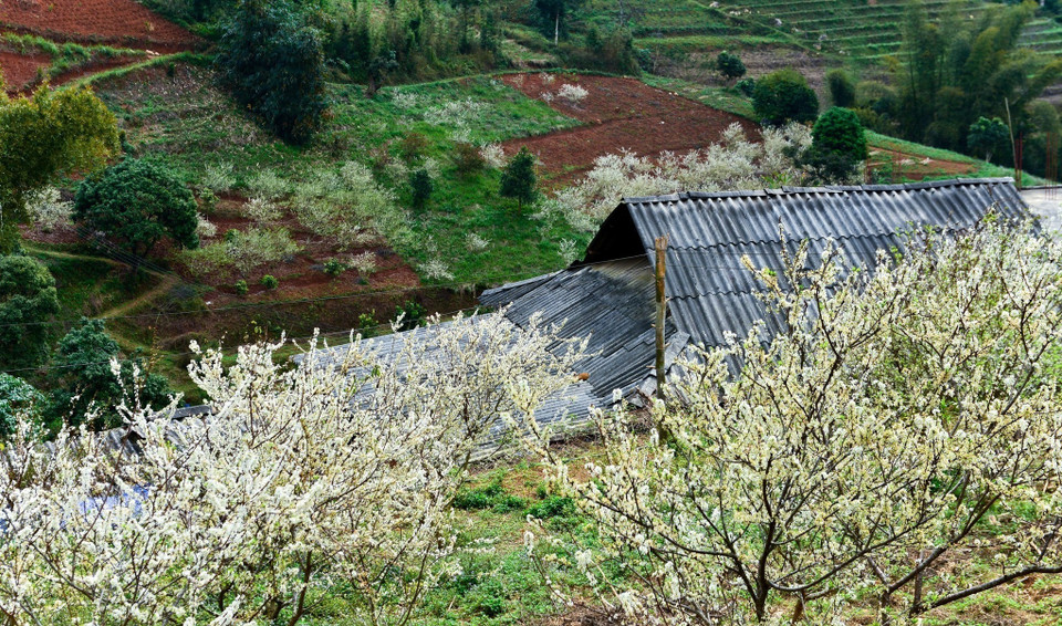 Le printemps à Hà Giang est surnommé la "saison des fleurs sur la pierre".