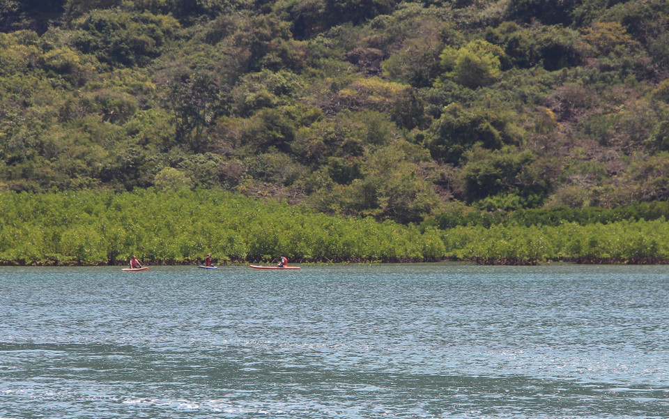 La mangrove, cette forêt maritime composée principalement de palétuviers, est un écosystème végétal très particulier du fait de conditions écologiques très particulières.