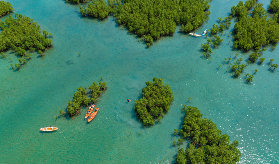 La mangrove de Dâm Bây est une destination appréciée de nombreux touristes, en raison de sa beauté sauvage.