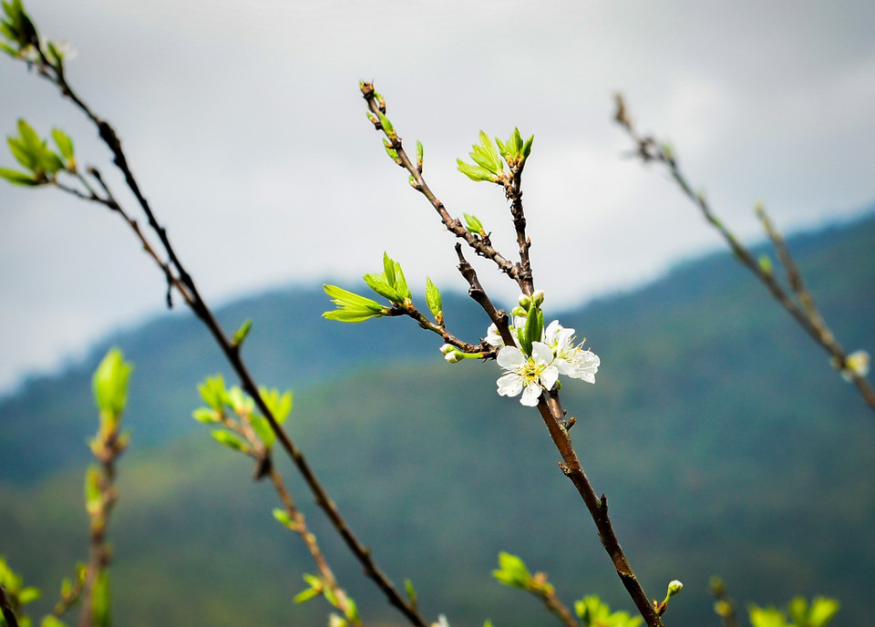 La couleur blanc pur des fleurs de prunier est remarquable sur le fond vert des montagnes. 