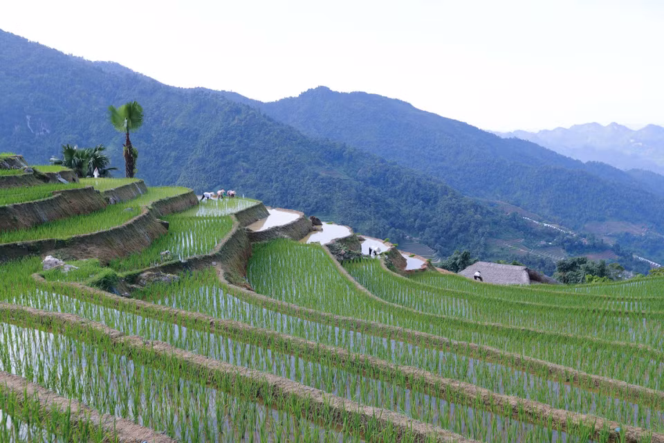 Depuis le village de Xa Phin, les visiteurs peuvent voir des rizières en terrasses et des montagnes.