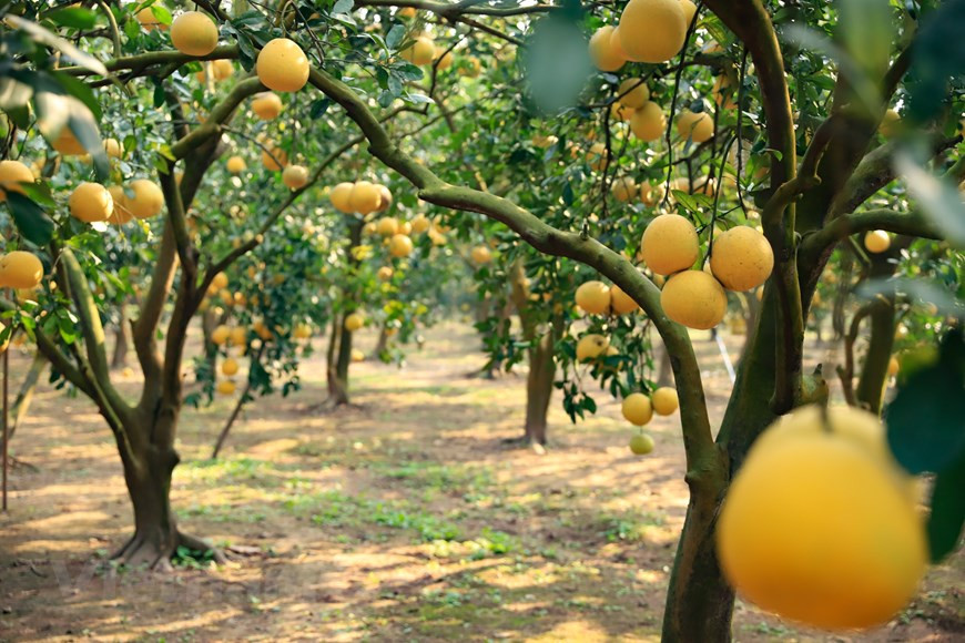 Le pamplemousse de Dien est une spécialité fruitière de Hanoï. Avec son parfum et son goût uniques, ce fruit est un cadeau significatif pour le Têt.