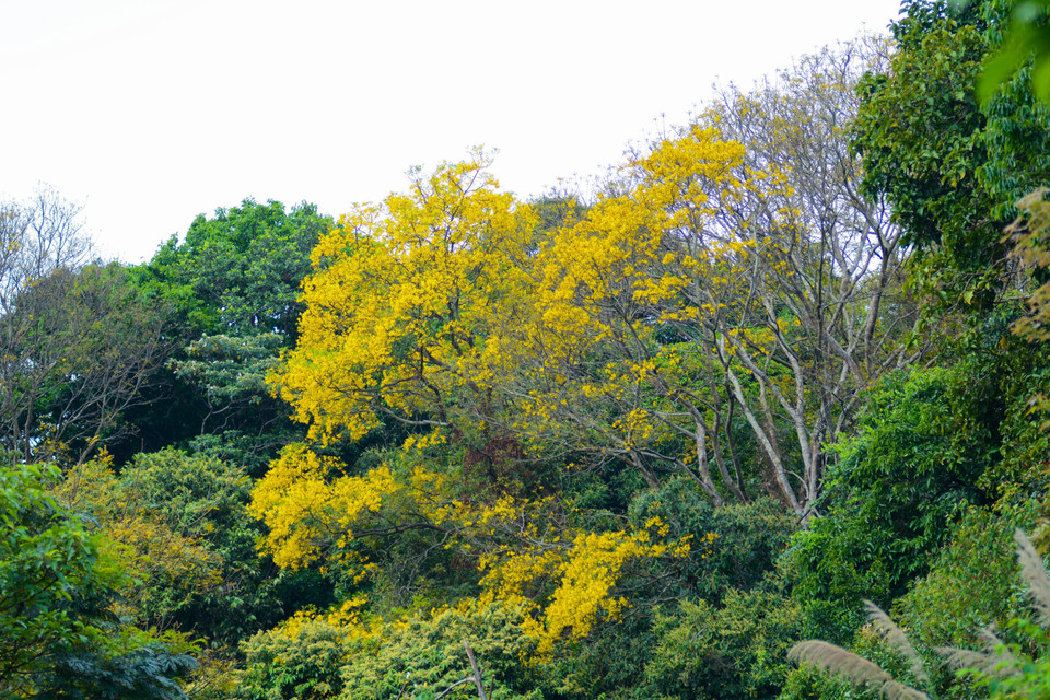  Parfois, elles sont parées du jaune des fleurs d'erythrophleum fordii et du violet des myrtes tomenteux et des millettia ichthyochtona Drake.