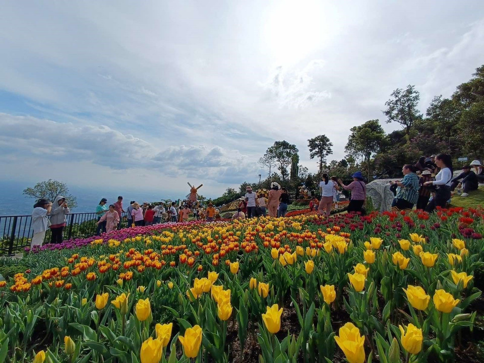 Plus de 100.000 tulipes cultivés au sommet de la montagne Ba Den. Photo: VNA