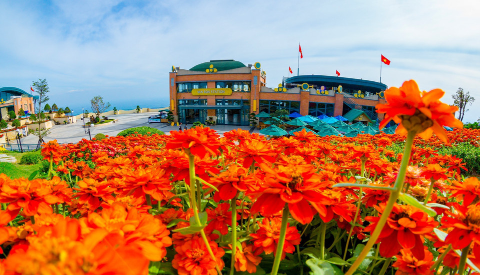 Fleurs colorées au sommet de la montagne Ba Den. Photo: VNA