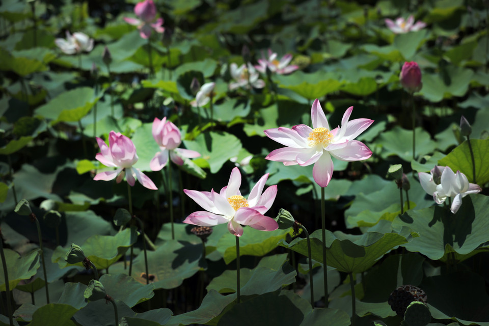 La floraison des lotus est un beau spectacle en été, notamment en juin.