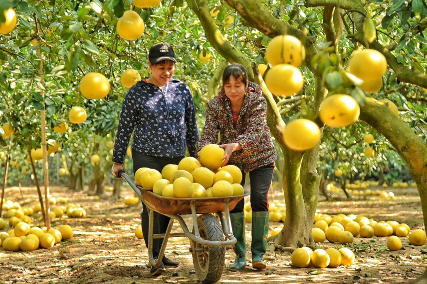 De nos jours, ce pamplemousse est planté dans de nombreuses villes et provinces, mais la qualité du fruit dans le quartier de Phuc Dien, arrondissement de Bac Tu Liem, est toujours la meilleure.
