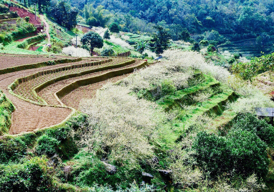 Hà Giang séduit les touristes avec ses maisons en torchis de couleur jaune, aux portes en bois, entourées de murets de pierre sèche... où vivent quatre ethnies: Mong, Han, Dao et Pu Péo. Le printemps à Hà Giang est surnommé la "saison des fleurs sur la pierre".