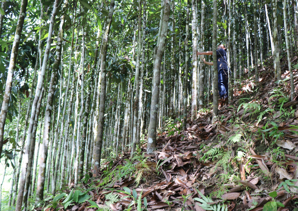Le district de Tra Bong possède actuellement 5.200 ha de cannelle, avec un rendement annuel d'environ 1.600 à 2.000 tonnes. Photo: VNA