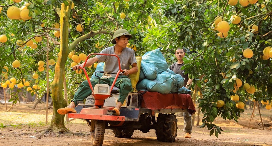 Contrairement aux autres variétés, le pamplemousse Diên peut être conservé jusqu'à quatre mois sans agent de conservation.