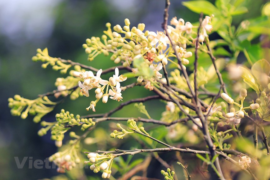 Les fleurs de pamplemousse fleurissent souvent au début de mars. Mais cette année, il ne fait pas très froid, les pamplemousses fleurissent plus tôt. Le prix des fleurs n’est pas plus cher que celui des années précédentes.