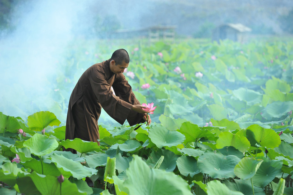 Chaque année, de mai à août, de nombreux étangs de lotus à Ninh Binh sont en pleine floraison, rendant ainsi la campagne de la province de Ninh Binh plus pittoresque.