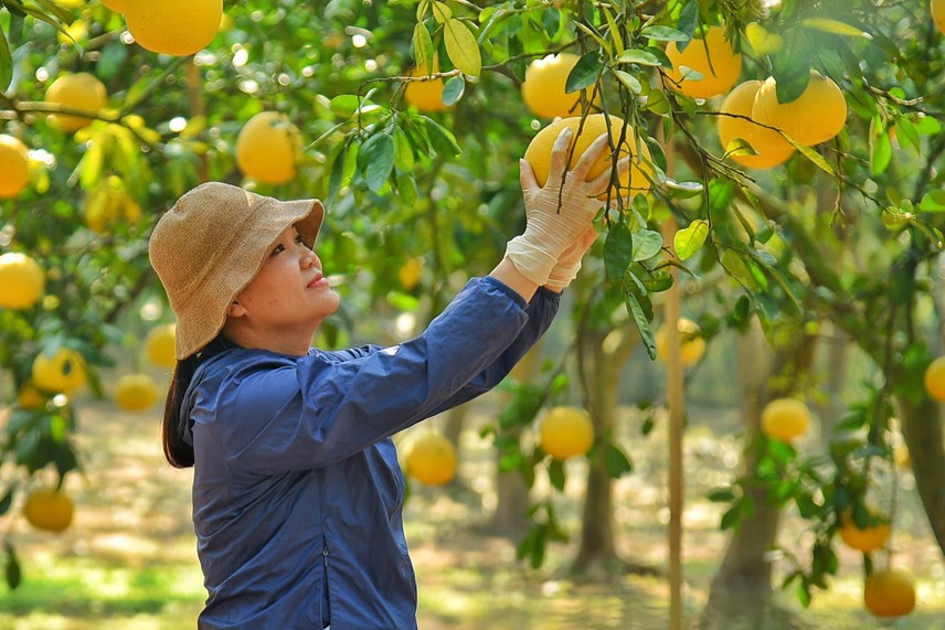 Il existe actuellement de nombreuses variétés de pamplemousse surprenant par leur parfum unique. Mais les pamplemousses Dien sont toujours appréciés pour leur goût et leur douceur. Le fruit fait également la fierté des producteurs de la région.