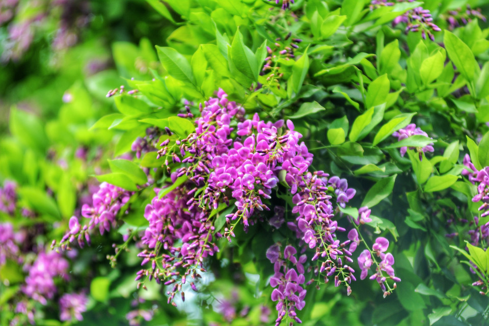 En avril, la péninsule de Son Tra est en pleine floraison avec des fleurs indigènes.