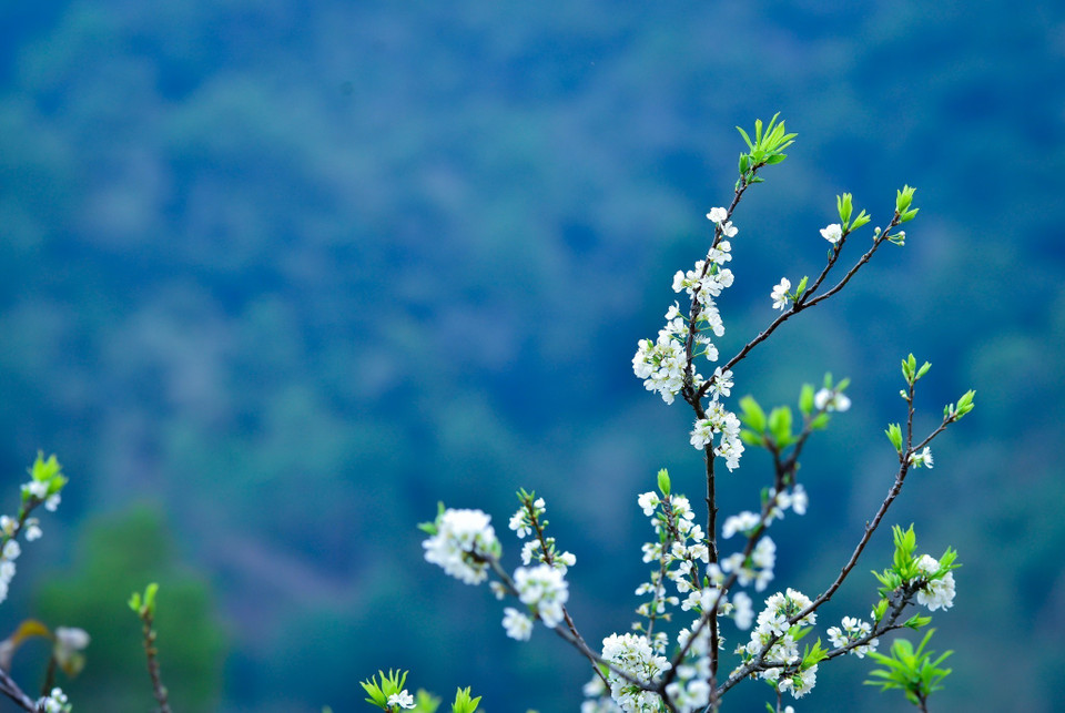 Au printemps, les routes sinueuses, la couleur des fleurs, le sourire des enfants... laissent aux touristes une impression inoubliable. Venez à Hà Giang pour admirer le printemps naissant au sein de montagnes majestueuses! Une beauté unique!
