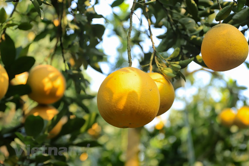 Le pamplemousse Dien porte des fruits au cours des deux derniers mois du calendrier lunaire, c'est aussi le moment du Têt traditionnel. C'est pourquoi de nombreux habitants de Hanoï et des environs se rendent au village de Dien pour en acheter.