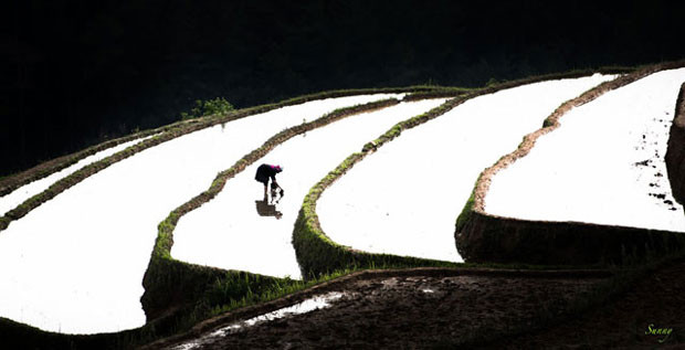 Les agriculteurs dans les hautes montagnes ne font qu’une seule récole p​ar an. Lorsque les premières pluies d’été tomb​ent, ils conduisent ces eaux vers leurs rizières.