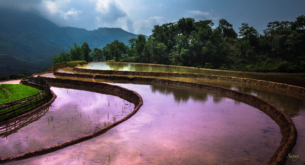 Lorsque les rizières sont en eau, il est temps de semer les plants de riz.