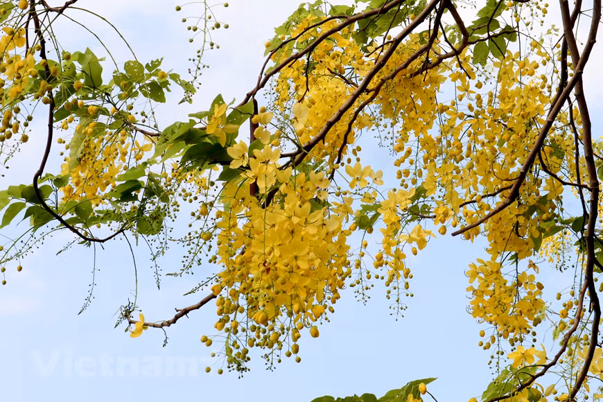 Le mois de mai est le moment où les Cassia fistula fleurissent à de nombreux coins de rue à Hanoi, notamment dans les rues comme Lê Trong Tân, Nguyên Dinh Thi, Lac Long Quân et autour du lac de l’Ouest. Cassia fistula a pour noms communs cassier, faux séné, faux caroubier, douche d’or, averse dorée, arbre de pluie dorée, casse, canéfier ou encore cytise indien. Les arbres sont couverts d’une abondante floraison jaune, où les feuilles sont à peine visibles. Les fleurs sont produites en grappes pendantes de 20 à 40 cm de longueur, voire 60 cm, garnies de nombreuses fleurs. Au début de l’été, la route autour du lac de l’Ouest à Hanoï est teintée de la couleur jaune de beaux arbres à fleurs suspendus. Sous le soleil, le jaune vif des fleurs du Cassia fistula semble être doré. Photo: VietnamPlus