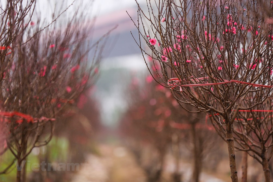 Les fleurs de pêchers fleurissent au printemps. Elles symbolisent la vitalité et le courage. Leur couleur rose symbolise l'amour et la joie partagée par tous en cette période unique de l'année. Pour tout le monde, il suffit d’une petite branche de fleurs de pêchers pour apporter l’ambiance du Têt au sein de la famille. Alors que le Têt approche à grand pas, les gens affluent vers les vergers de Nhat Tan pour acheter, louer ou simplement admirer les pêchers et prendre des photos souvenirs. Les pêchers cultivés dans le village de Nhât Tân sont réputés pour la beauté et la couleur de leurs fleurs.Photo: Vietnam+