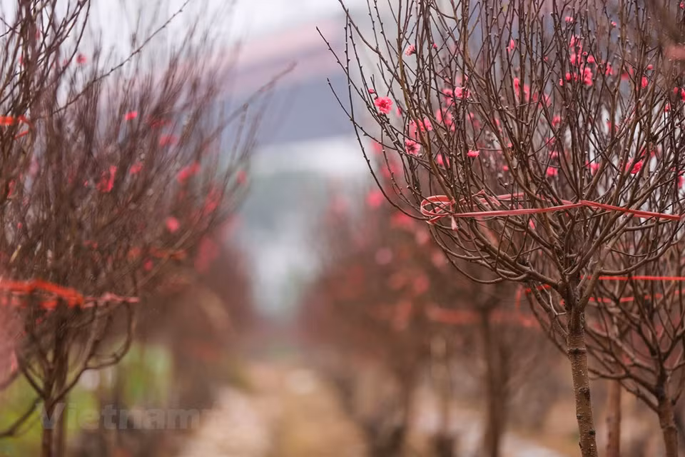 Les fleurs de pêchers fleurissent au printemps. Elles symbolisent la vitalité et le courage. Leur couleur rose symbolise l'amour et la joie partagée par tous en cette période unique de l'année. Pour tout le monde, il suffit d’une petite branche de fleurs de pêchers pour apporter l’ambiance du Têt au sein de la famille. Alors que le Têt approche à grand pas, les gens affluent vers les vergers de Nhat Tan pour acheter, louer ou simplement admirer les pêchers et prendre des photos souvenirs. Les pêchers cultivés dans le village de Nhât Tân sont réputés pour la beauté et la couleur de leurs fleurs.Photo: Vietnam+