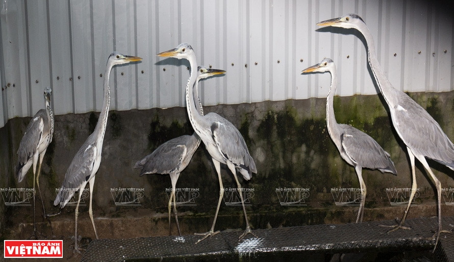 Des hérons cendrés dans le parc national d'U Minh Thuong. Photo : Vietnam Illustré