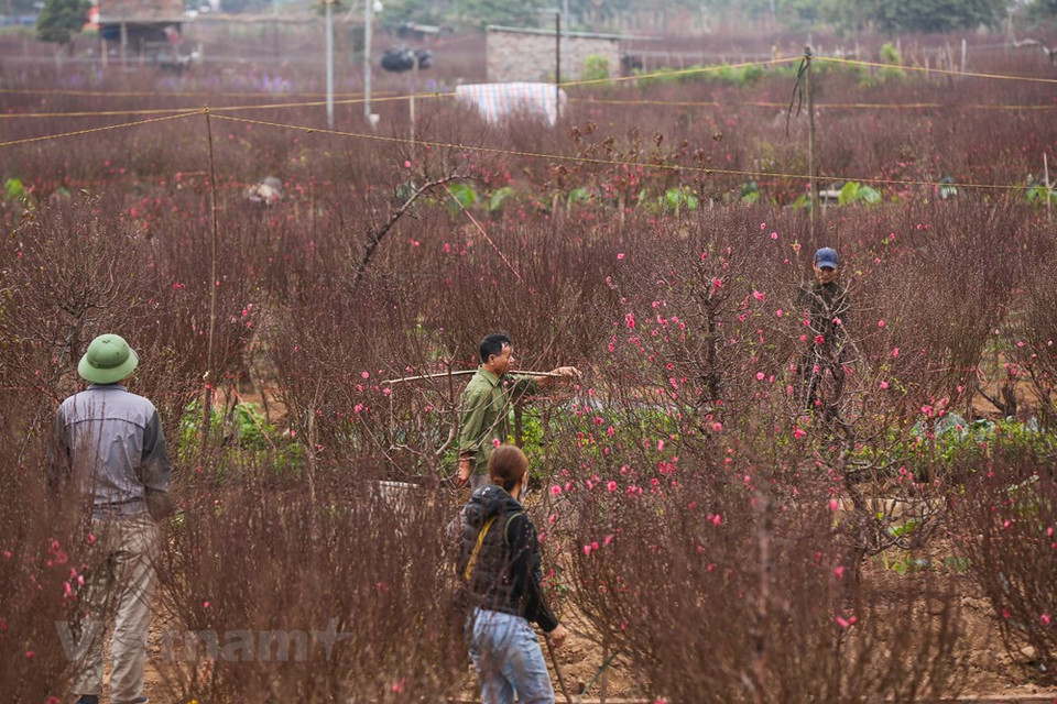 Depuis toujours, les fleurs de pêcher cultivés dans le village de Nhât Tân, à Hanoï, sont réputées pour leur beauté et leur couleur, vive et originale. Pour de nombreuses familles hanoïennes, elles constituent un ornement indispensable à l’occasion du Têt. Annonciateur du printemps, le pêcher est un arbre incontournable pour le Nouvel An lunaire. Avec l’arrivée du printemps revient le soleil. La présence du pêcher dans la maison signifie celle du ying qui balaie le froid de l’hiver et réchauffe l’univers. Il y a plusieurs variétés de pêchers traditionnels comme des pêchers "bich" (couleur rose foncé) et "phai" (couleur rose pâle), le pêcher thât thôn , mais également beaucoup d’autres variétés comme les vieux pêchers et les pêchers forestiers. Photo: Vietnam+