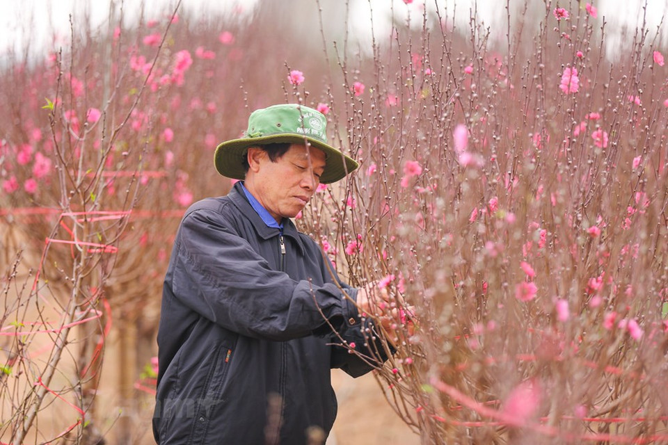 Les marchés des fleurs possèdent d’une force d’attraction, représentant en quelque sorte la prospérité de la communauté. En outre, se rendre à un tel marché est une façon de sentir l’ambiance du Têt. Durant les jours approchant le Têt, les marchés des fleurs sont en pleine effervescence. Comme les fleurs et les plantes sont indispensables pour le Têt, l'afflux de gens pour choisir des fleurs ou des plantes pour décorer leur maison est de plus en plus grand. Ils y viennent aussi pour apprécier l'atmosphère du Têt, pour s’amuser, ou encore pour retrouver la sérénité de l’âme en espérant une nouvelle année pleine de joie, de bonheur et de succès. Photo: Vietnam+