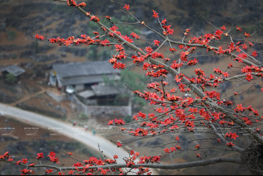 Des maisons se cachent derrière des fleurs du bombax ceiba.