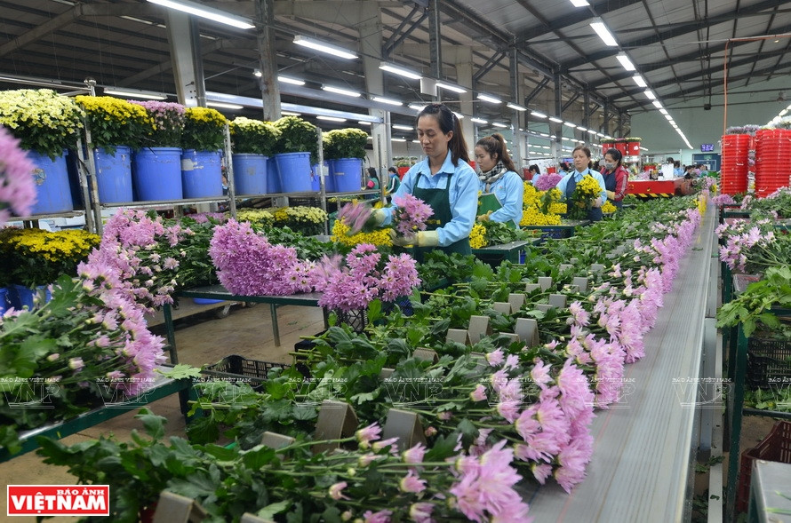 Une chaîne de tri et d'emballage de fleurs fraîches destinés à l'exportation de Da Lat Hasfarm. Photo: Thanh Hoa