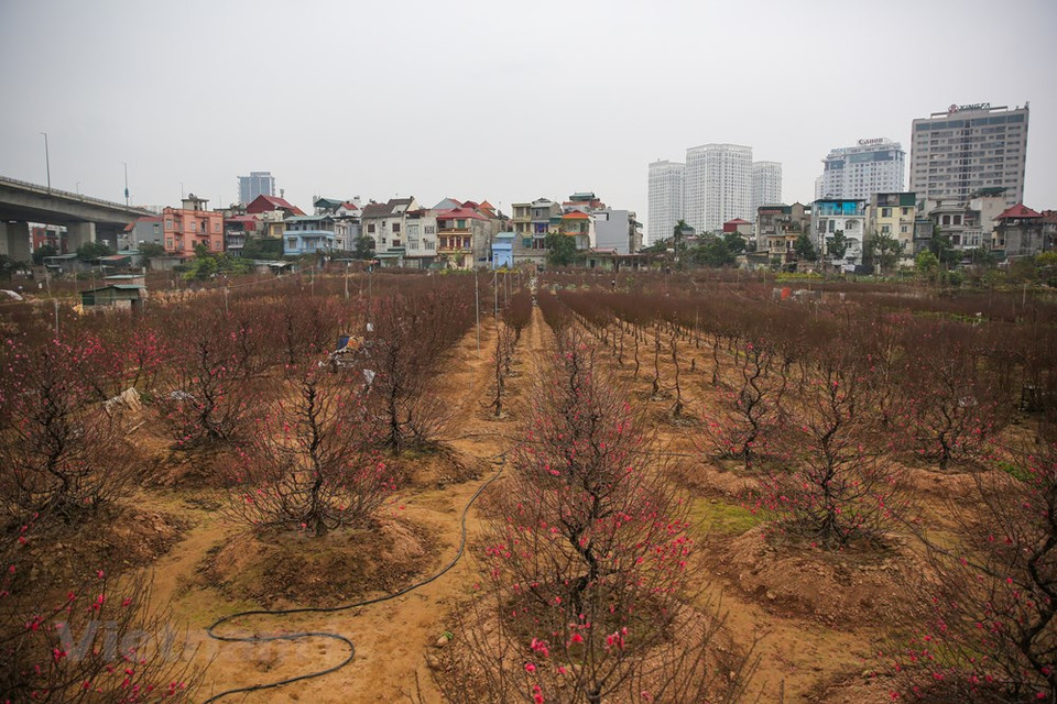 D’après certaines personnes, le terme de "thât thôn" s’explique par le fait que tous les 15 cm de hauteur, le pêcher se ramifie. Mais selon d'autres, l'explication vient du fait que les feuilles mesurent sept thôn de long (équivalent donc à environ 15 cm). Le village de Nhât Tân, dans l'arrondissement de Tây Hô, à Hanoï, est connu pour être le berceau de la culture des pêchers thât thôn. Selon les villageois âgés, ces plantes d'agrément nécessitent un soin méticuleux, d'où leur prix très élevé. Seules deux familles du village maintiennent encore cette culture. Il s'agit de celles des artisans Lê Hàm et Nguyên Quang Vu. Les pêchers thât thôn font toujours la fierté et la réputation du village de Nhât Tân dont quelques familles perpétuent encore la culture. Photo: Vietnam+