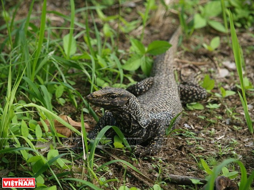 Un varan dans le parc national d'U Minh Thuong. Photo:Vietnam Illustré