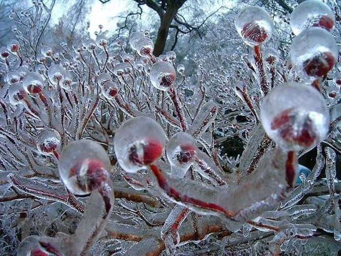 Le matin du 8 janvier, la température mesurée au sommet de la montagne Phia Oac, comme de Thanh Cong, district de Nguyen Binh, province de Cao Bang (Nord) était de -9 degrés Celsius (°C), ce qui faisait la glace recouvrir les branches et le sol.