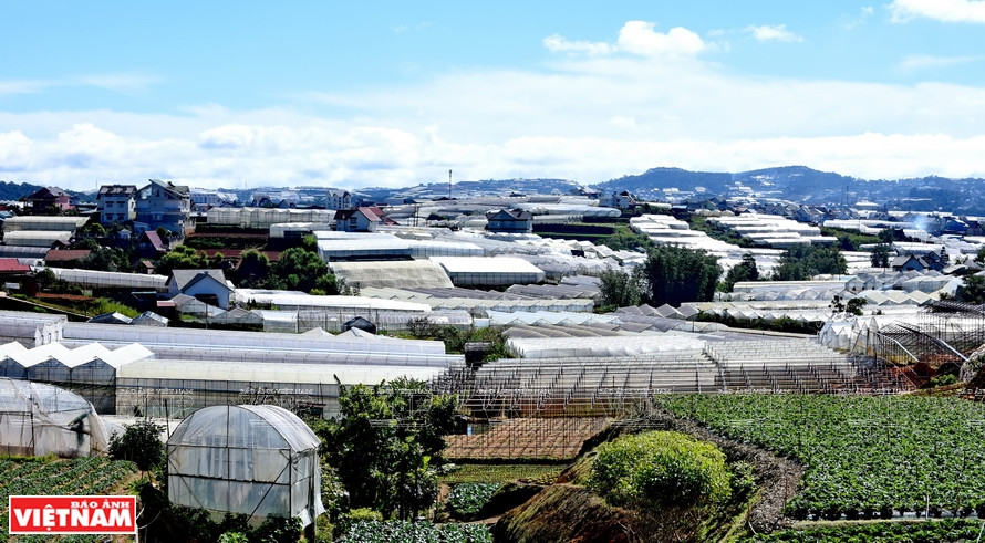  Da Lat compte actuellement environ 9.000 ha consacrés à la floriculture, représentant 30% de la superficie floricole du pays. Sur la photo: une zone spécialisée dans la floriculture de haute technologie à Da Lat.