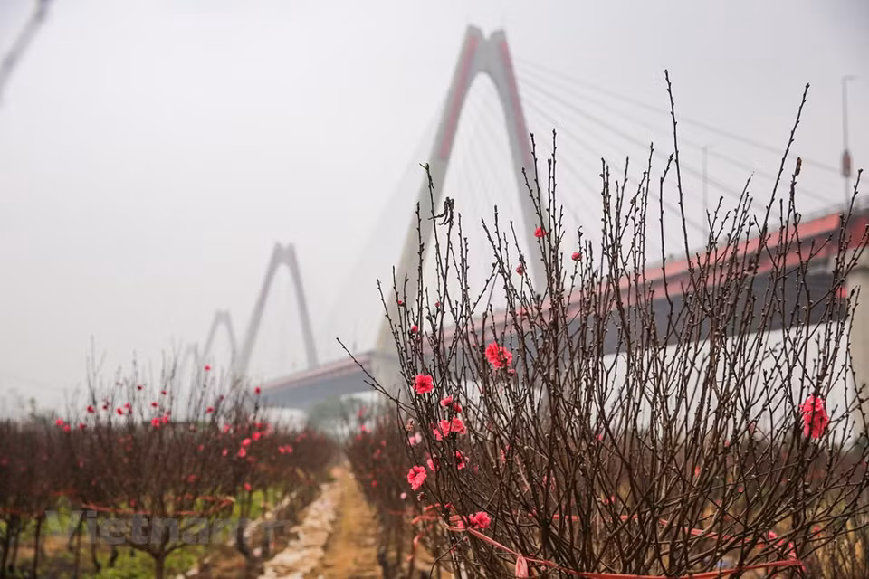 Pour de nombreuses familles, les pêchers constituent un ornement indispensable lors du Nouvel an lunaire. Le Têt traditionnel approche, les horticulteurs entrent dans la haute saison. Le village de Phu Thuong est réputé pour la plantation des pêchers à grandes fleurs aux couleurs vives. Les pêchers sont en fleurs entre le 15 et le 25 du dernier mois de l'année lunaire. Des fleurs de pêcher colorent les champs des villages de Phu Thuong, de Nhât Tân et de Quang Ba à Hanoï. Il faut beaucoup de soins pour que des fleurs de pêcher s'épanouissent juste aux premiers jours du Nouvel An lunaire. L'apparition de ces fleurs rosées est un signe de bonheur. Photo: Vietnam+