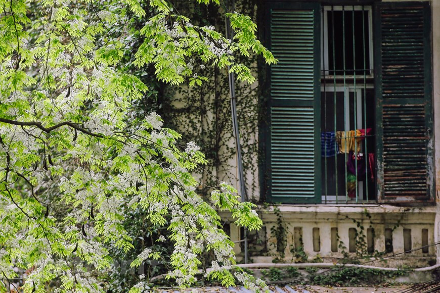 Ces arbres sont beaucoup plantés dans les rues Phan Dinh Phùng, Hoàng Hoa Tham, Phan Chi Trinh, Giang Vo, Thanh Niên, etc.