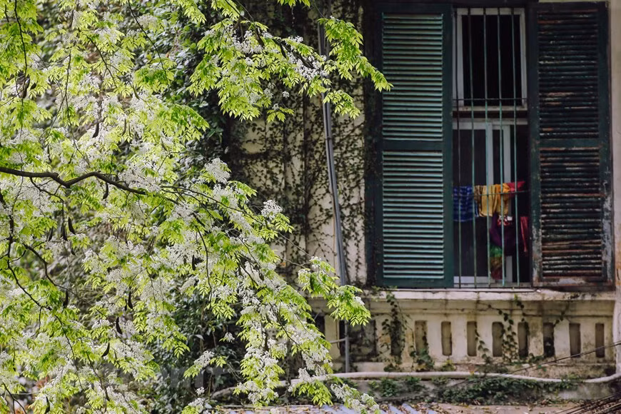 Ces arbres sont beaucoup plantés dans les rues Phan Dinh Phùng, Hoàng Hoa Tham, Phan Chi Trinh, Giang Vo, Thanh Niên, etc.