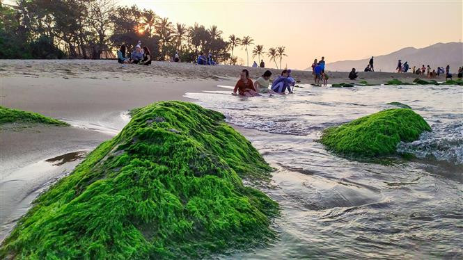 Des roches recouvertes de mousse apparaissent à marée basse. Photo: VNA