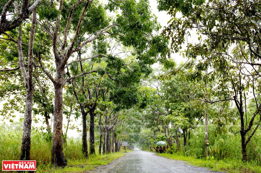 L'entrée du parc national d'U Minh Thuong avec des rangées d'arbres vertes le long des deux côtés de la route. Photo: Vietnam Illustré
