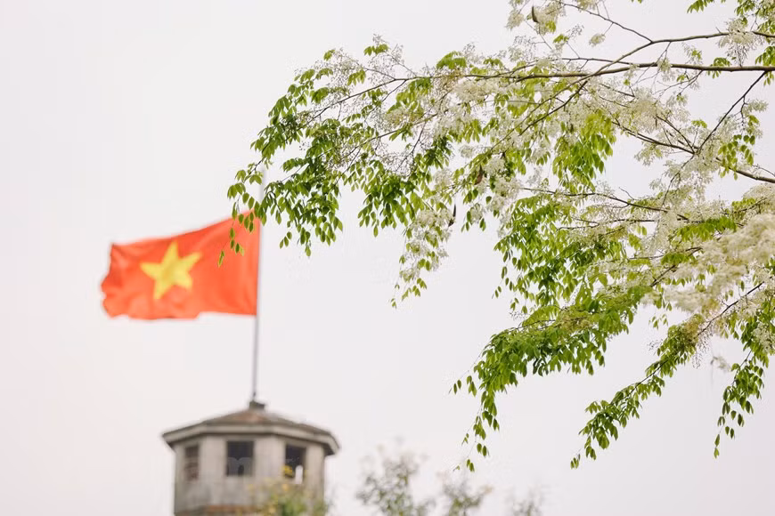  Il n'est pas aisé de pouvoir admirer les fleurs blanches de l'arbre "sua", car elles s'épanouissent seulement pendant quelques semaines au printemps, en février et mars. 