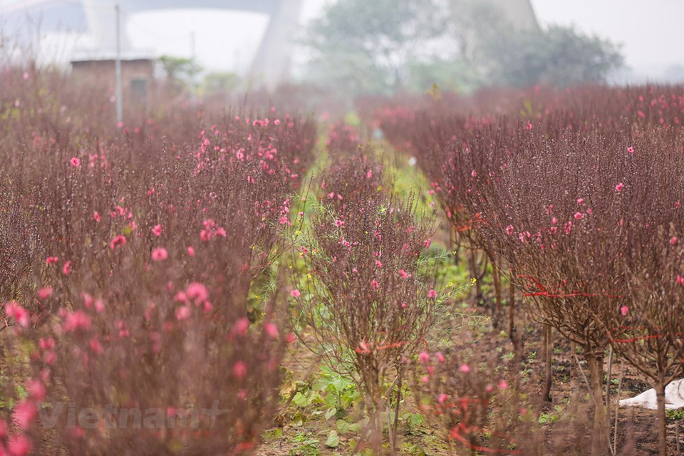 Au marché aux fleurs de Quang Ba, dans l'arrondissement de Tây Hô, le plus grand marché de vente en gros de fleurs de la capitale Hanoï, beaucoup de personnes viennent choisir des pêchers, mais aussi d’autres plantes d’agrément. On peut trouver au village de Nhât Tân de grands pêchers bien taillés qui coûtent une fortune. Les branches les moins grandes seront vendues au marché. Ce village floricole, appelé jadis village de Nhât Chiêu, est connu pour deux types de fleurs de pêchers: fleurs de pêchers avec des pétales roses clairs, et fleurs de pêchers avec des pétales roses foncés presque rouges. Photo: Vietnam+