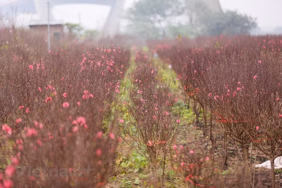 Au marché aux fleurs de Quang Ba, dans l'arrondissement de Tây Hô, le plus grand marché de vente en gros de fleurs de la capitale Hanoï, beaucoup de personnes viennent choisir des pêchers, mais aussi d’autres plantes d’agrément. On peut trouver au village de Nhât Tân de grands pêchers bien taillés qui coûtent une fortune. Les branches les moins grandes seront vendues au marché. Ce village floricole, appelé jadis village de Nhât Chiêu, est connu pour deux types de fleurs de pêchers: fleurs de pêchers avec des pétales roses clairs, et fleurs de pêchers avec des pétales roses foncés presque rouges. Photo: Vietnam+