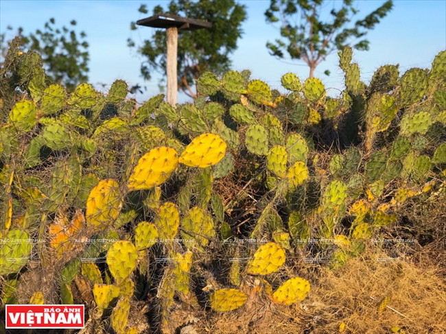 Des cactus en fleurs en bord de route. Photo: Vietnam Illustré
