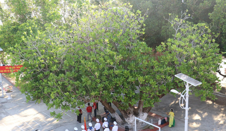 46 ans après la libération, l'archipel de Truong Sa, province de Khanh Hoa (Centre), a changé de sa physionomie. Les îles de cet archipel sont couvertes d'arbres et de potagers. Un "Bàng vuông" de plus de 300 ans sur l'archipel de Truong Sa a été reconnu patrimoine national par l'Association pour la conservation de la nature et de l'environnement du Vietnam. Photo: VNA