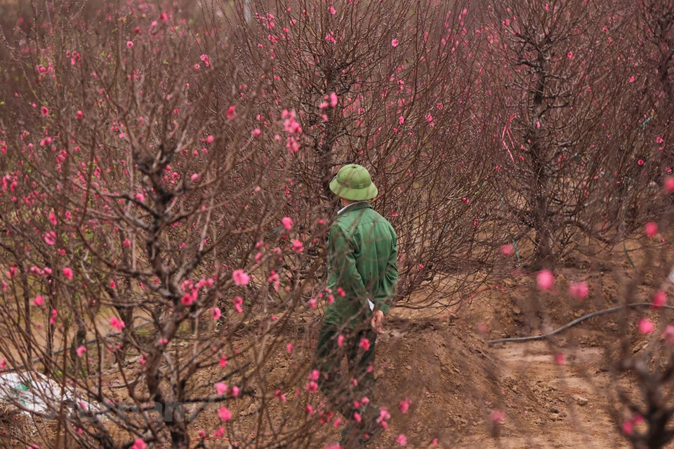 Il y a plusieurs variétés de pêchers traditionnels comme des pêchers "bich" (couleur rose foncé) et "phai" (couleur rose pâle), le pêcher thât thôn… Parmi les diverses variétés de pêcher, celle de thât thôn est l’une des plus réputées. Cultivée depuis des siècles, cette plante dispose d’une beauté toujours aussi captivante. Le pêcher thât thôn, aux fleurs roses foncées charmantes, détient une grande réputation auprès des Hanoïens. D'une grande valeur, il était dédié aux rois dans les temps anciens. Sa culture et son entretien nécessitent en effet des soins méticuleux qui se rapprochent de l'artisanat. Le nom "thât thôn" se compose de deux mots "thât" (sept) et "thôn" (une unité de longueur, équivalente à 2,26 cm). Photo: Vietnam+