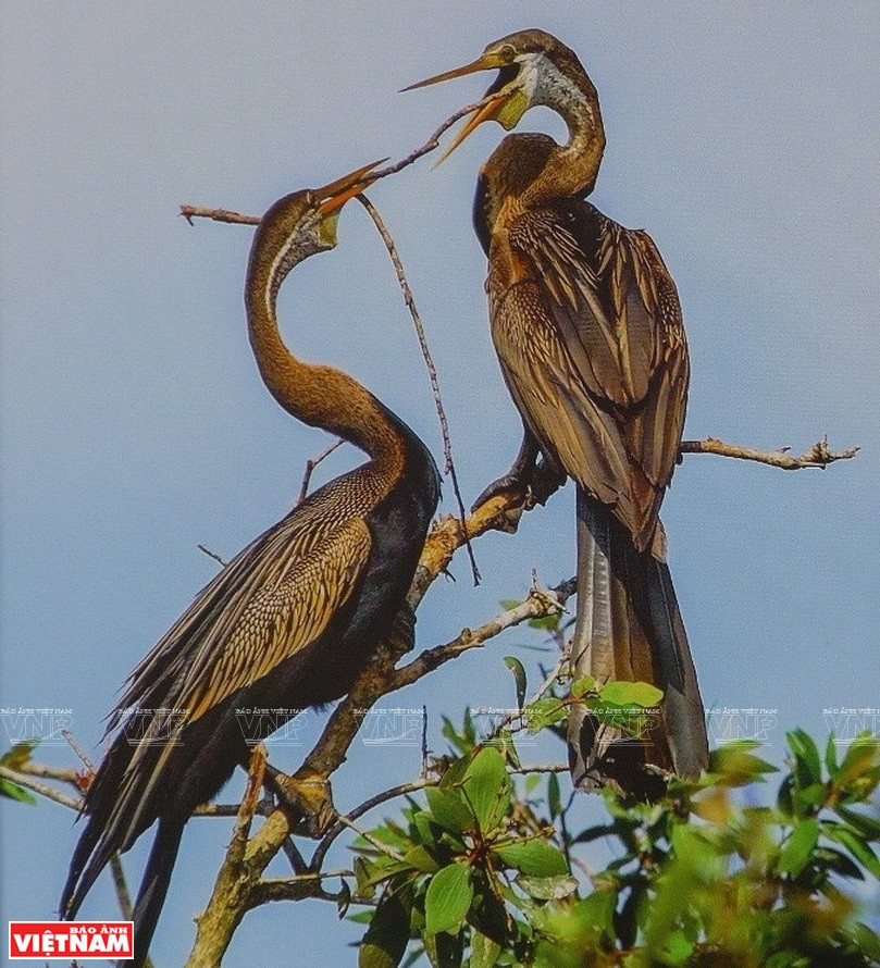 Deux Anhinga dans le parc national d'U Minh Thuong. Photo: Vietnam Illustré