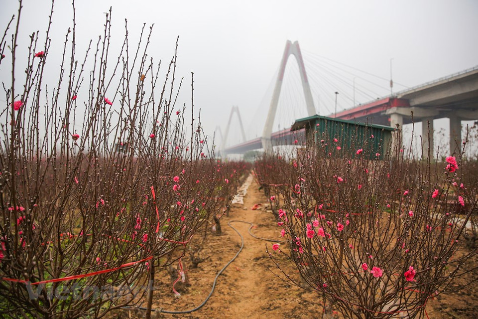 À l’approche du Têt, le rouge éclatant des pêchers fleurissant dans les rues attire beaucoup de Hanoïens. Pour de nombreuses familles, les pêchers constituent un ornement indispensable lors du Nouvel An lunaire. Une semaine avant le Têt, les marchés aux fleurs de Hanoï sont en pleine effervescence. Une branche de pêcher en fleurs dans le salon est indispensable pour chaque famille des Vietnamiens lors du Têt traditionnel. Pour de nombreuses familles à Hanoï, ils constituent un ornement indispensable lors du Têt. Alors que le Têt approche à grand pas, les gens affluent vers les vergers de Nhât Tân pour acheter, louer ou simplement admirer les pêchers et prendre des photos souvenirs. Photo: Vietnam+