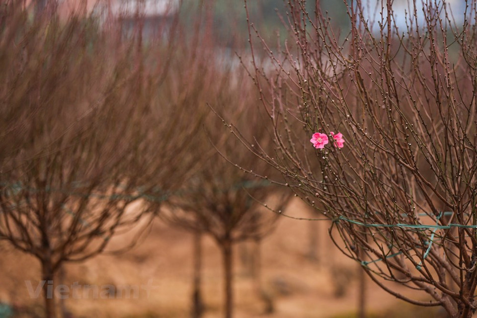 On raconte que le roi Quang Trung, après avoir vaincu les troupes Tsing durant le Têt de l’année Ky Dâu (1789), fit porter de Thang Long (Hanoï) à Phu Xuân (actuelle ville de Huê), la plus belle branche de pêcher de Nhât Chiêu, pour l’offrir à son épouse, la princesse Ngoc Hân et lui annoncer la bonne nouvelle. Cette branche représente l’attachement de la population de Thang Long au héros national. Les vieux viennent à Nhât Tân pour se souvenir d’un village floral qui perdure dans la mémoire des Hanoïens, depuis une centaine d’années. Quant aux jeunes, ils veulent retrouver les souvenirs d’un village floral dont leurs parents parlent souvent, où l’image des pêchers figure dans les livres, les poèmes et la mémoire des Hanoïens. Photo: Vietnam+