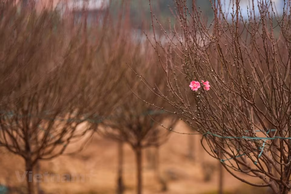 On raconte que le roi Quang Trung, après avoir vaincu les troupes Tsing durant le Têt de l’année Ky Dâu (1789), fit porter de Thang Long (Hanoï) à Phu Xuân (actuelle ville de Huê), la plus belle branche de pêcher de Nhât Chiêu, pour l’offrir à son épouse, la princesse Ngoc Hân et lui annoncer la bonne nouvelle. Cette branche représente l’attachement de la population de Thang Long au héros national. Les vieux viennent à Nhât Tân pour se souvenir d’un village floral qui perdure dans la mémoire des Hanoïens, depuis une centaine d’années. Quant aux jeunes, ils veulent retrouver les souvenirs d’un village floral dont leurs parents parlent souvent, où l’image des pêchers figure dans les livres, les poèmes et la mémoire des Hanoïens. Photo: Vietnam+ 